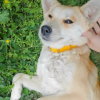 Diamond Letter PU Dog Collar Lace Decoration Simple Cute Style Training Pet Accessories Collars Features Nylon Animal