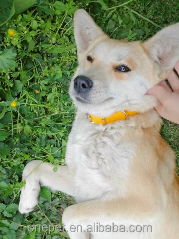 Diamond Letter PU Dog Collar Lace Decoration Simple Cute Style Training Pet Accessories Collars Features Nylon Animal
